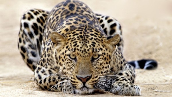 Большая кошка картинки, леопард обои скачать бесплатно