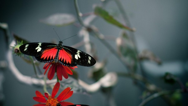 Бабочка на цветке картинки для рабочего стола