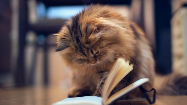 Умный кот читает книгу картинки для рабочего стола