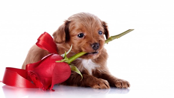 Милый щенок с красной розой в зубах к празднику обои