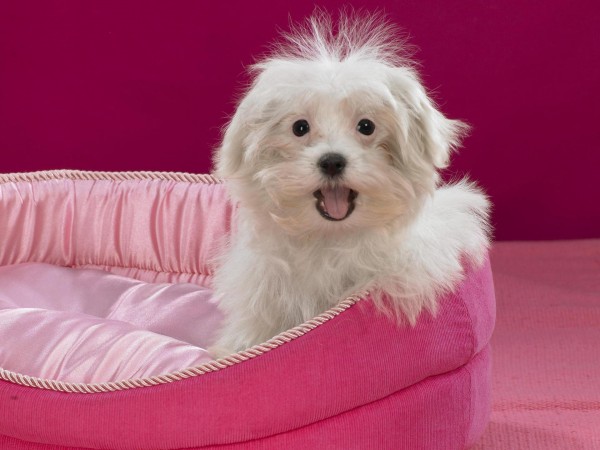 Пушистая собачка с хохолком на розовой кроватке обои