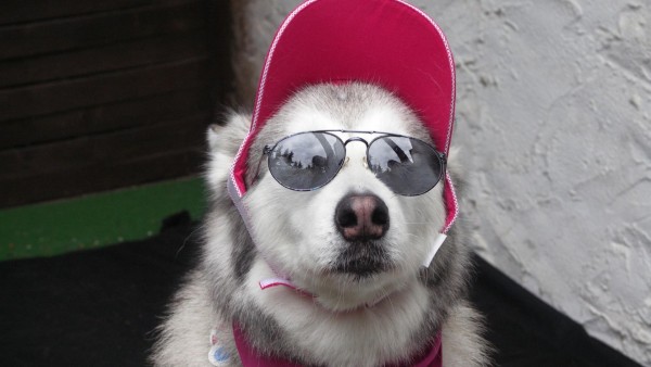 Смешная собака в очках и кепке, картинки юмор