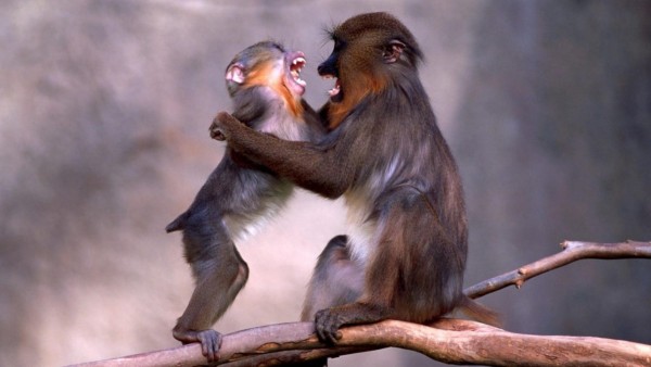 Смешные маленькие обезьянки на ветке дерева обои