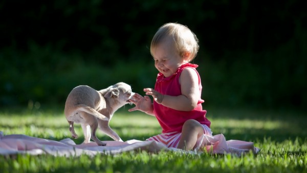 Маленький ребенок играет со своей собакой обои