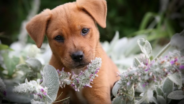 Собачка, собака, цветы, милашка, пушистик