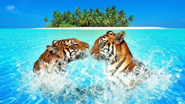Пара тигров плавает в голубом море на остров обои