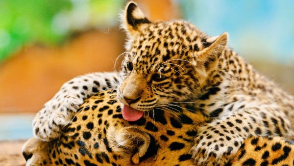 Маленький леопард резвится с мамой