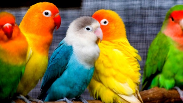 Разноцветные попугаи 