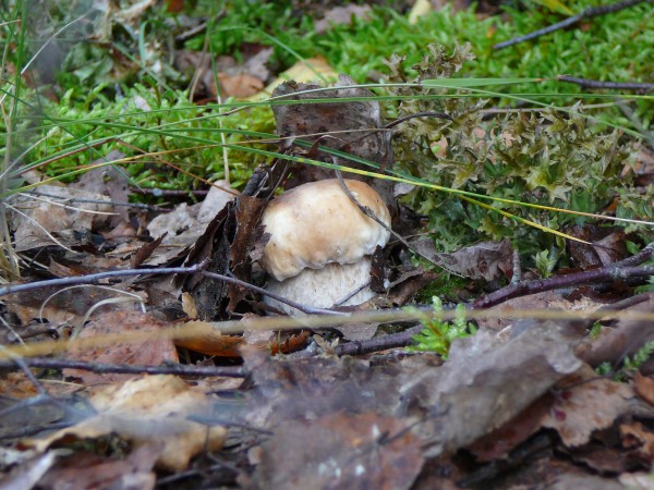 Обои грибов, белый под кустом в лесу