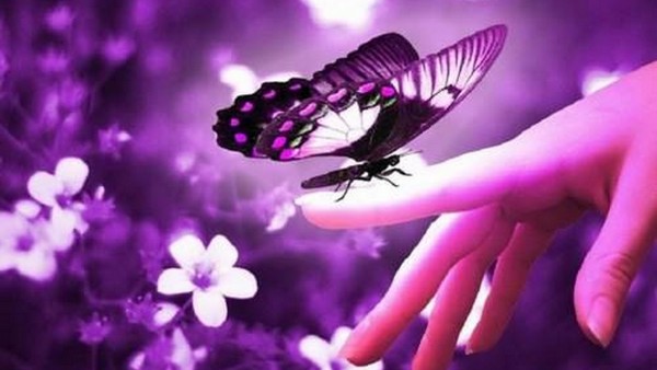 Красивая бабочка на пальце макро обои
