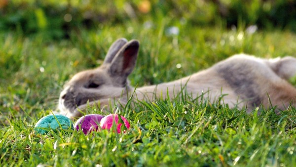 Пасхальные яйца и кролик