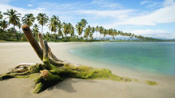 Пляж, песок и пальмы жара