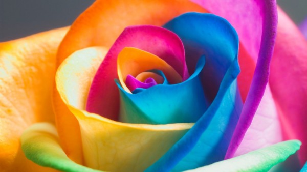 Разноцветная роза абстрактные обои