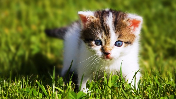 Котенок на траве обои