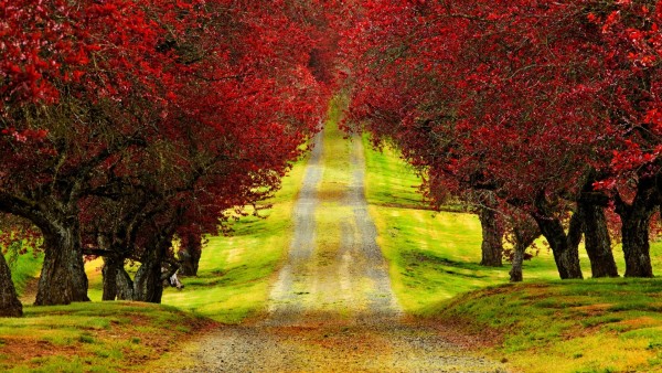 Весна, осень, проселочная дорога, красные деревья, обои