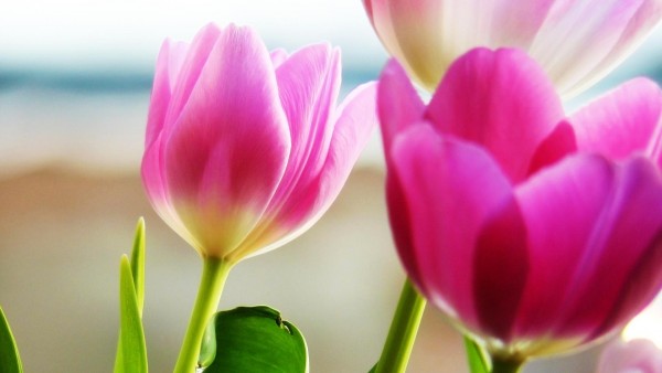 Весенние тюльпаны розового цвета