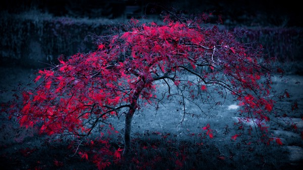 Осень красные листья на молодом дереве