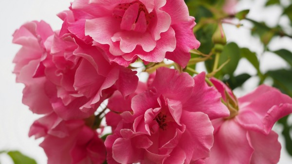 Фото розовых цветов