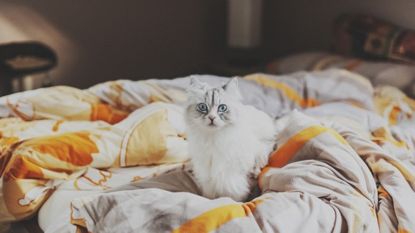 Котик на кровати