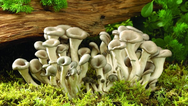 Макро фото семейства грибов