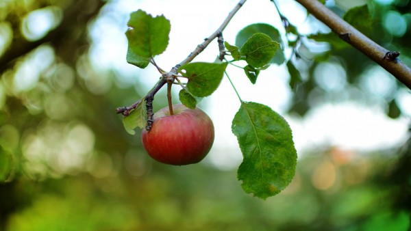 Красное яблоко спеет на дереве