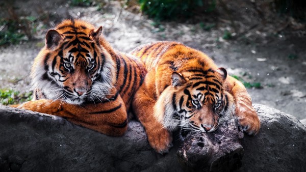 Дикие тигры