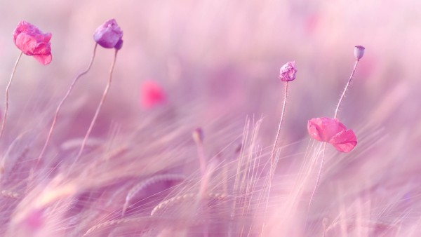 1920x1200, Розово фиолетовые цветы в поле