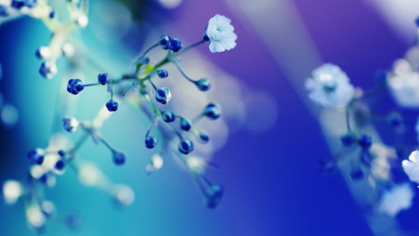 Макро снимок мелких белых цветочков