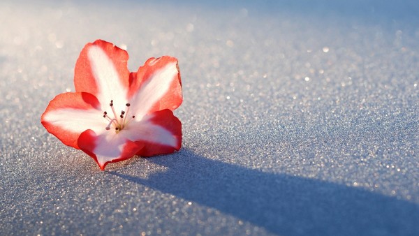 Азалия снежный цветок
