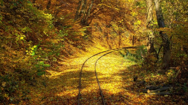 Желтая осень в лесу на фоне железной дороги