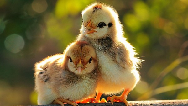 Два милых цыпленка 