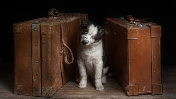 1920x1200, Собака на чемоданах