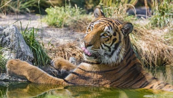 Тигр купается в воде