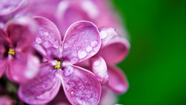 Макро обои фиолетовый цветки сирени капли воды