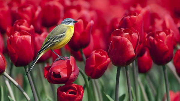 Птичка на цветах тюльпанов