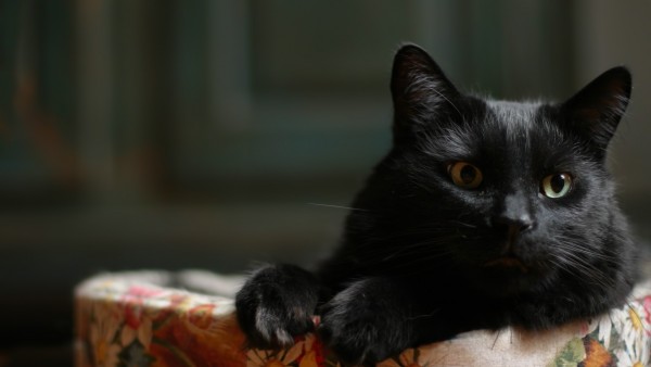 1920x1200 Черный кот на диване