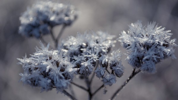 Замерзшие растения