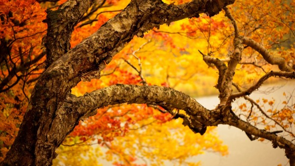 1920x1200, дерево, пора года, осень, желтая листва, дождь