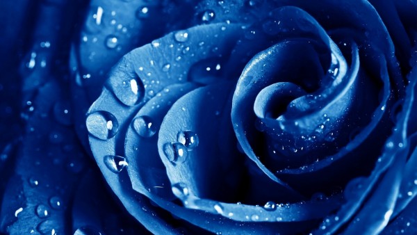 Красивая голубая роза макро обои
