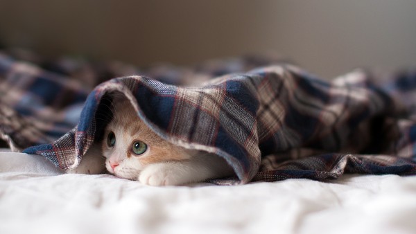 Котенок под одеялом смешные обои на рабочий стол