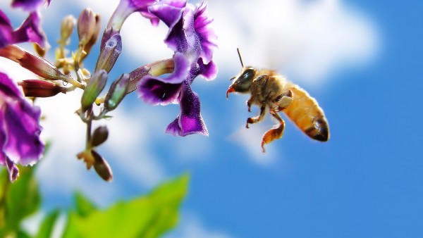 Красивые заставки с пчёлами