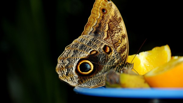 Красивые фото бабочек