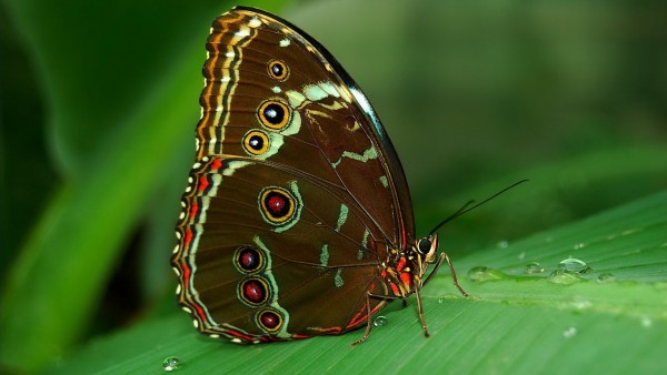 Макро фото бабочки с глазками на крыльях