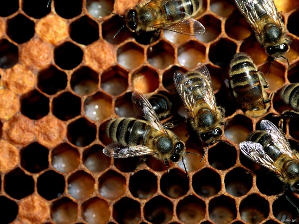 Фото пчелиных сот