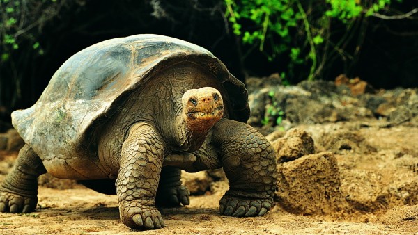 Фото старой сухопутной черепахи