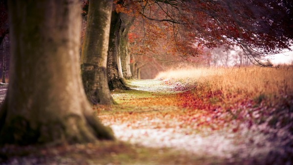 Осень, лес, природа, поле, заставки