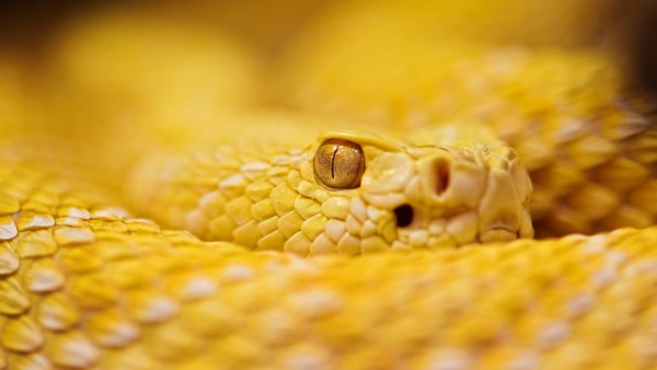 Альбинос гремучая змея желтая картинки
