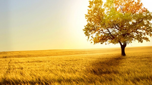 Природа, дерево, солнце, осень, поле, заставки