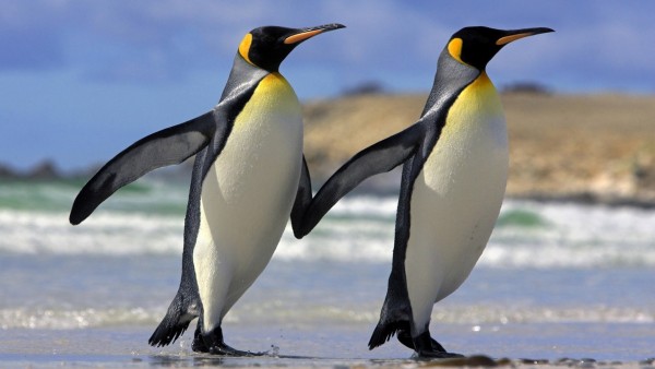 Королевские пингвины обои