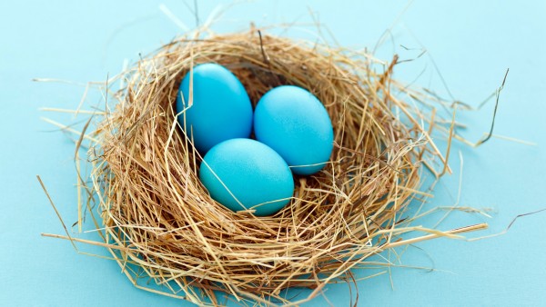 Голубые яйца в гнезде пасхальные яйца обои